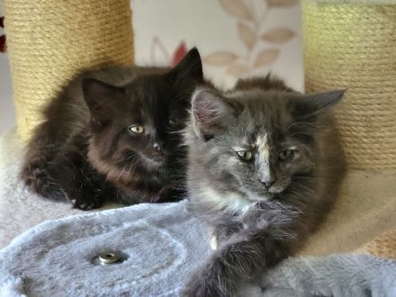 Bezaubernde Norweger Kitten vom Berghof