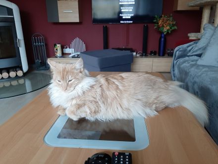 Bezaubernde Norweger Kitten vom Berghof