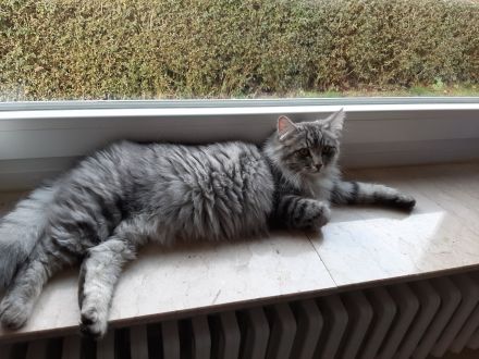 Bezaubernde Norweger Kitten vom Berghof