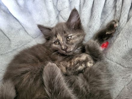 Bezaubernde Norweger Kitten vom Berghof