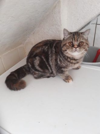 Exotisch Shorthair