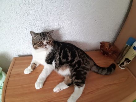 Exotisch Shorthair