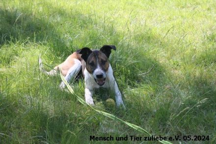 Jaro 50cm 2016 geboren