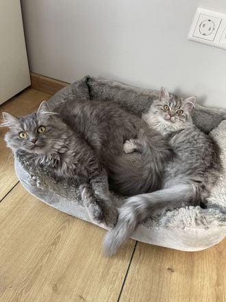 Bkh Britisch kurzhaar Katzen kitten grau weiß Katze weiblich