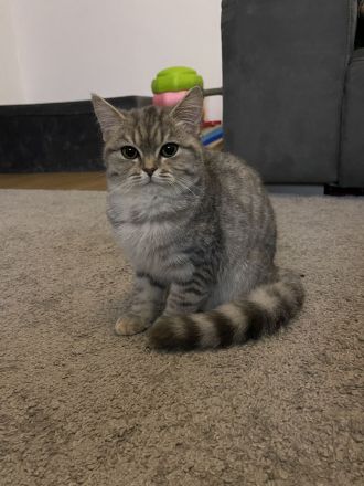 Bkh Britisch kurzhaar Katzen kitten grau weiß Katze weiblich