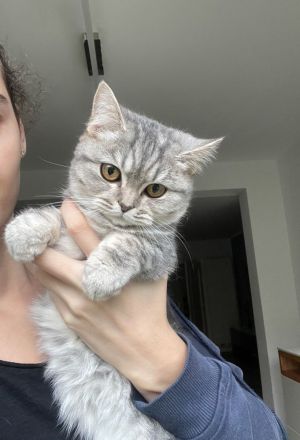 Bkh Britisch kurzhaar Katzen kitten grau weiß Katze weiblich
