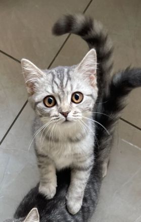 Bkh Britisch kurzhaar Katzen kitten grau weiß Katze weiblich