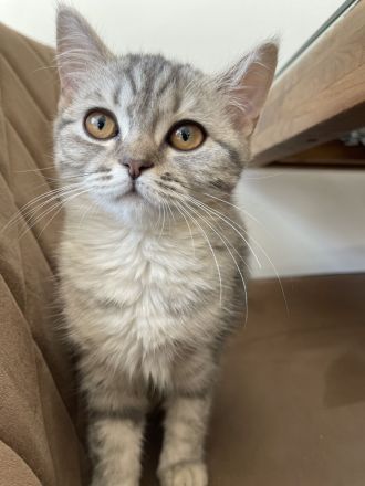 Bkh Britisch kurzhaar Katzen kitten grau weiß Katze weiblich