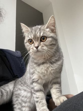 Bkh Britisch kurzhaar Katzen kitten grau weiß Katze weiblich