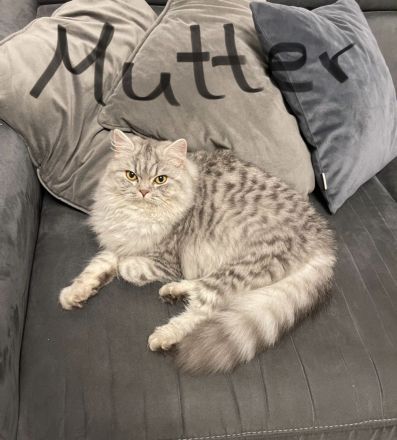 Bkh Britisch kurzhaar Katzen kitten grau weiß Katze weiblich