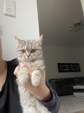 Bkh Britisch kurzhaar Katzen kitten grau weiß Katze weiblich