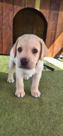 Labradorwelpen in schwarz, blond und braun
