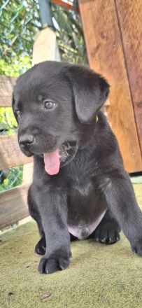 Labradorwelpen in schwarz, blond und braun