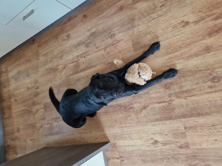 Labradorwelpen in schwarz, blond und braun