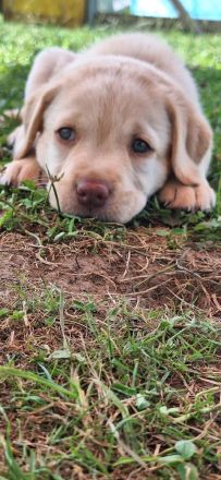 Labradorwelpen in schwarz, blond und braun