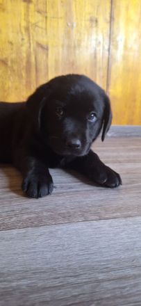 Labradorwelpen in schwarz, blond und braun