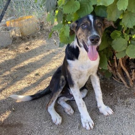 Junghund  Rex / männlich / derzeit in Griechenland