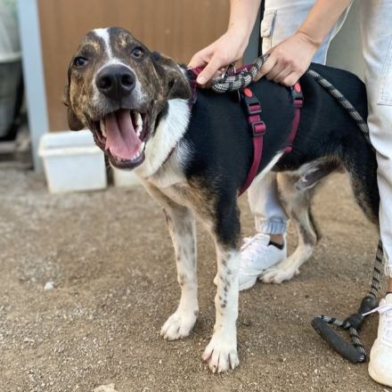 Junghund  Rex / männlich / derzeit in Griechenland