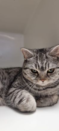 BKH Katze Black golden tabby spotted