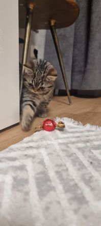 BKH Katze Black golden tabby spotted