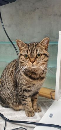 BKH Katze Black golden tabby spotted