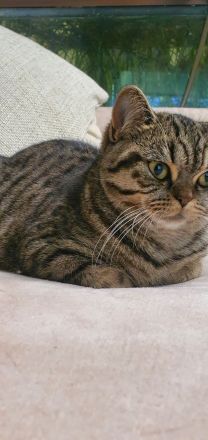 BKH Katze Black golden tabby spotted