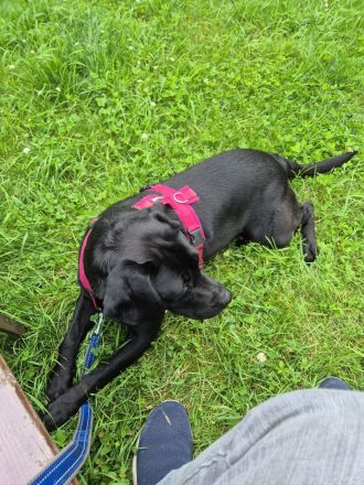 Labradormixhündin 5 Jahre zuckersüß