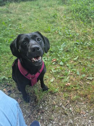 Labradormixhündin 5 Jahre zuckersüß