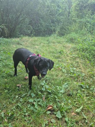 Labradormixhündin 5 Jahre zuckersüß