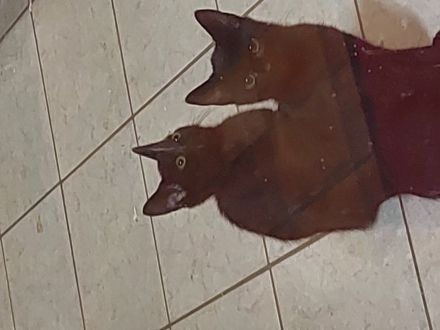 Zwei süsse Katzenmädels abzugeben