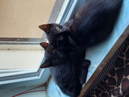 Zwei süsse Katzenmädels abzugeben