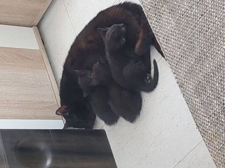 Zwei süsse Katzenmädels abzugeben