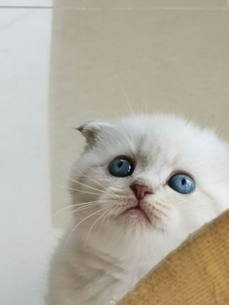 Süßes Kitten abzugeben