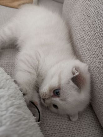 Süßes Kitten abzugeben