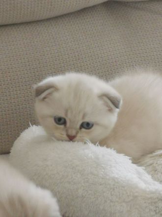 Süßes Kitten abzugeben