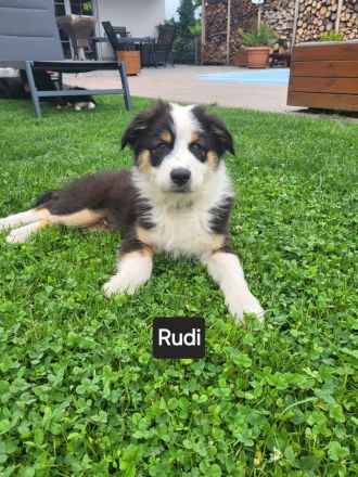 Australian Shepherd Welpen