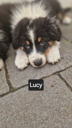 Australian Shepherd Welpen