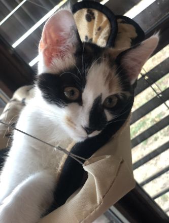 Katzenpaar such ein Zuhause