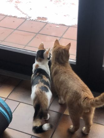 Katzenpaar such ein Zuhause