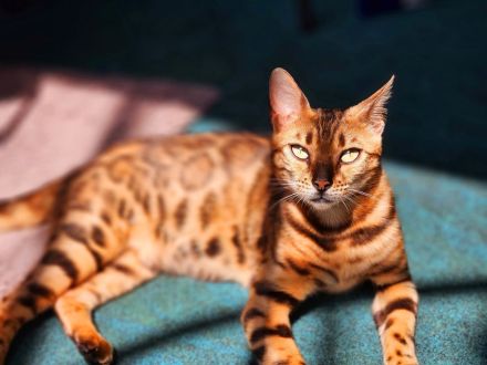 Bengal katze