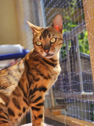 Bengal katze