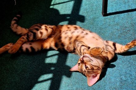 Bengal katze