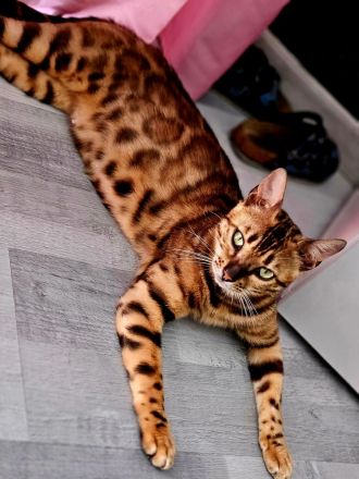 Bengal katze