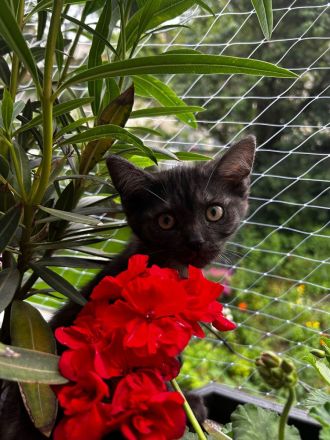 Kätzchen suchen ein liebevolles zuhause