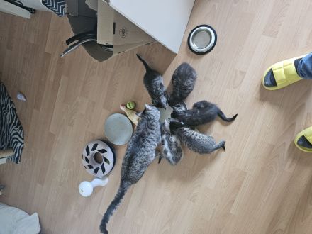 Kätzchen suchen ein liebevolles zuhause