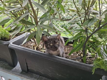 Kätzchen suchen ein liebevolles zuhause
