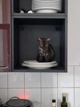 Kätzchen suchen ein liebevolles zuhause