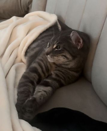 Kater sucht ein neues Zuhause