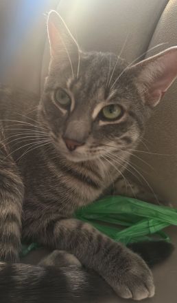 Kater sucht ein neues Zuhause