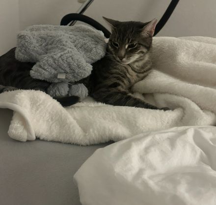 Kater sucht ein neues Zuhause